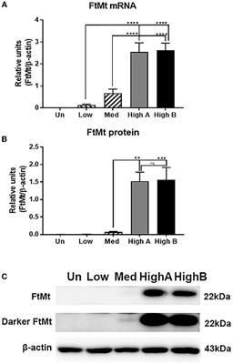 Differences in Gene Expression Profiles and Phenotypes of Differentiated SH-SY5Y Neurons Stably Overexpressing Mitochondrial Ferritin